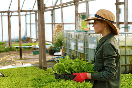 Attractive woman carrying crate with cabbage seedling in greenhouse