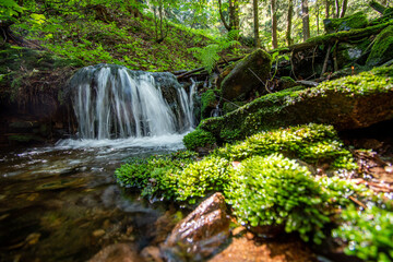 stream in the forest with moss