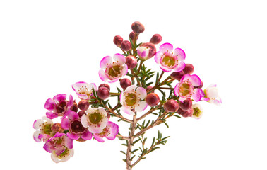 flowers of wax myrtle isolated