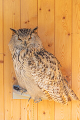 Great West Siberian Eagle Owl sitting on a perch. The whole body and claws are visible.