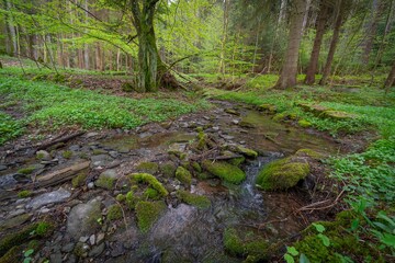 fairytale stream with moss in a green forest with an old tree