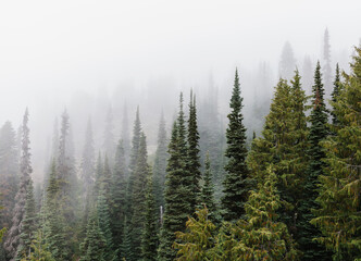 Dense fog over lush old growth forest