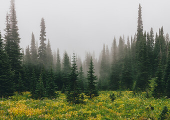 Dense fog and lush alpine meadow