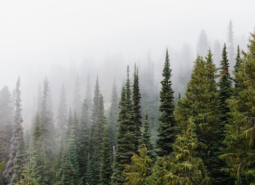 Fototapeta Dense fog over lush old growth forest