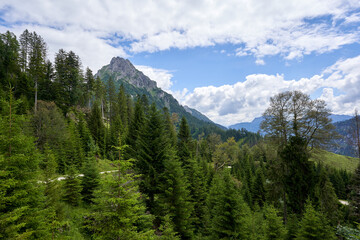 Mountain chamois head in the Tyrolean Alps, high landform made of gray rock with green trees, conifers in the foreground, Bavaria, Pfronten.