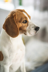 Beagle dog portrait in bright interior