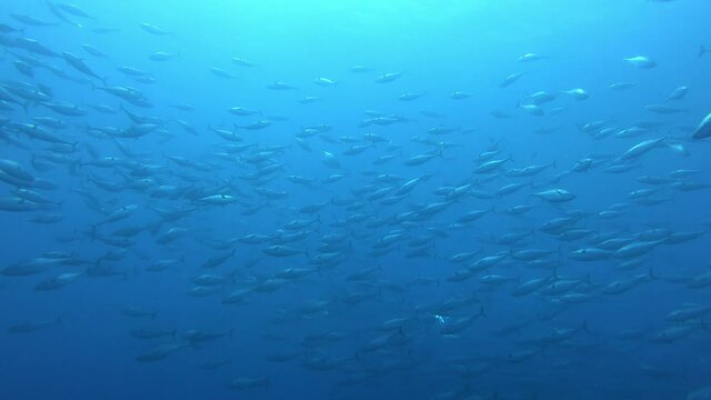 Underwater scene - Little tunny fishes bait ball in cloudy water - Scuba diving in Majorca Spain