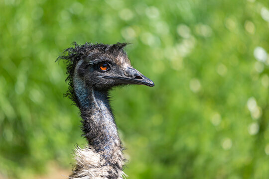 Portrait of a brown emu on a green background.