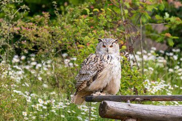 Great West Siberian Eagle Owl sitting on wood. The background is green with nice bokeh.