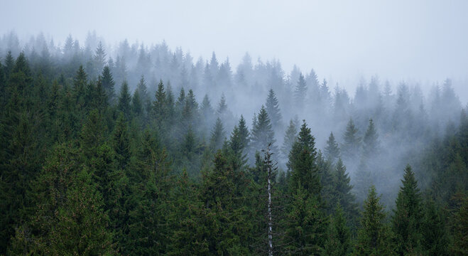 Spruce trees in the morning mist