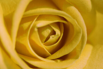 Close Up Fresh Bloomed Yellow Rose for Background. Tender pink colored rose flower with delicate layered petals macro close up . Natural textured background. Selective focus