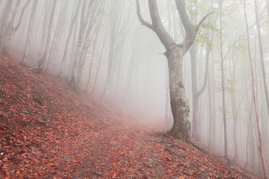 Mysterious autumn forest with fog.
