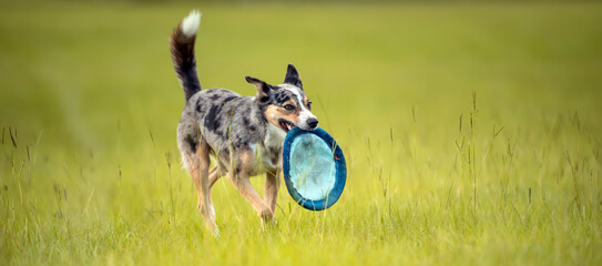 Koolie Australian working herding dog or German Coolie. Australia original working herding dog.  Running in a field with a disc. banner image