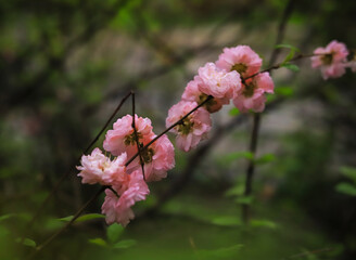 beautiful pink flowers on branches close up on a background of green leaves in spring