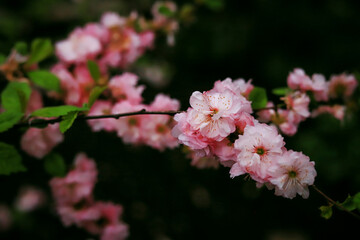 beautiful pink flowers on branches close up on a background of green leaves in spring
