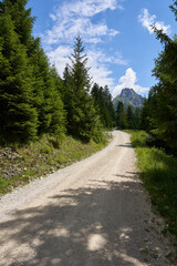 Fototapeta premium Mountain chamois head in Tannheim, a brighter path with pebble stones leads to a high landform, lined with green coniferous trees, blue sky with white clouds. Germany, Bavaria.