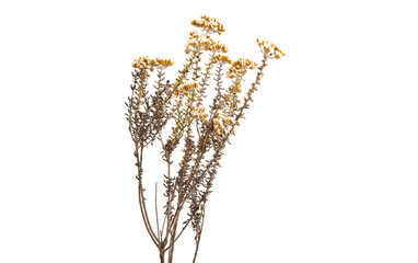 calluna isolated