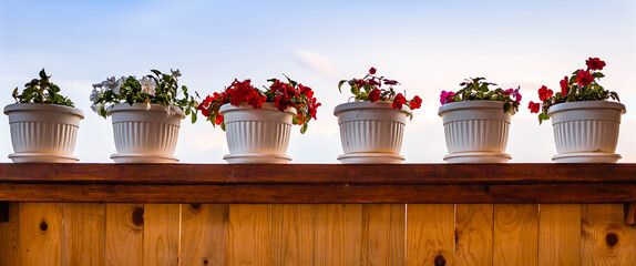 Petunia flowers in pots on the house porch. Horticulture, house plants.