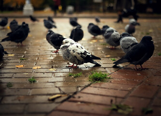 wet frozen hungry pigeons in a city Park close up on a tile background