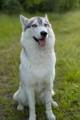 Obraz premium Siberian husky sitting on the green grass in the Park.