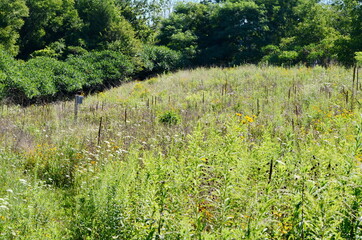 The Meadoway in Scarborough, Ontario. The Meadoway is transforming a hydro corridor into a vibrant 16-kilometre stretch of urban greenspace and meadowlands that will become one of Canada&rsquo;s largest lin