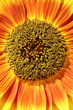 Orange sunflower close up, focus on the pollen in the center