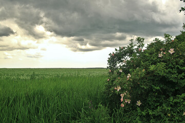 green field and sky