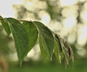 green leaves on the tree