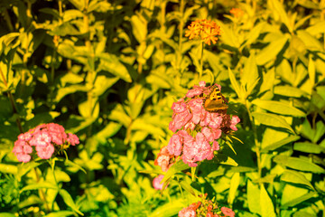 A butterfly flutters in the garden on a sunny summer day