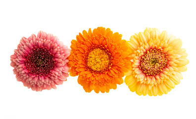 gerbera flowers isolated