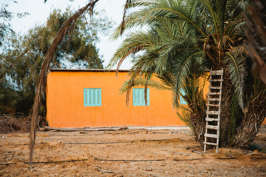Egyptian Farm