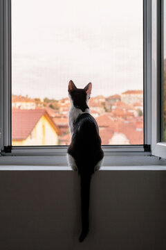 Cat watching the view