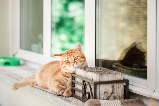 Big chubby ginger cat relaxing outdoors on windowsill