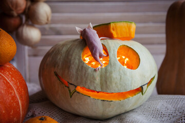Pretty Hairless albino mice with Haloween pumpkins