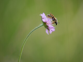 bee on a flower