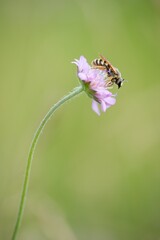 butterfly on a flower