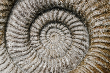 Prehistoric ammonite fossil with brown and neutral tones