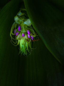 Orchid