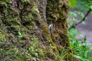 Eurasian Treecreeper photographed in Germany, in Europe. Picture made in 2019.