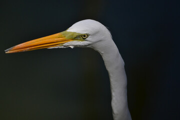 white heron closeup eye macro
