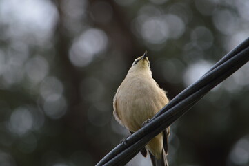aves del mundo 