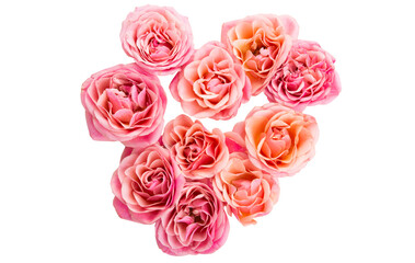 pink roses isolated