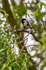 Great Tit photographed in Germany, in Europe. Picture made in 2019.