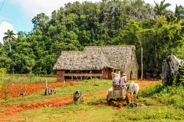 Plantation with hut,bull and palms in the background, Vinales valley, Pinar Del Rio, Cuba.Two farmers riding a bull.Landscape of Vinales, popular Cuban tourist destination.Cuban farmer ploughing field