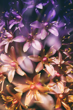 Eucomis flower double exposure