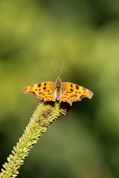 Polygonia c-album