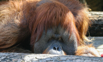 big orangutan father lies and looks