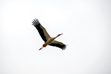 White stork photographed in Germany, in Europe. Picture made in 2019.
