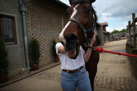 Horse face