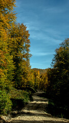Tall trees low angle view luminous